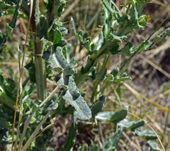 Cirsium canescens