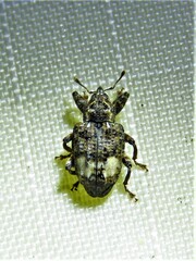 Conotrachelus albicinctus