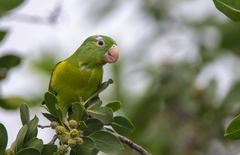 Brotogeris jugularis