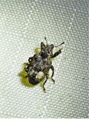 Conotrachelus albicinctus