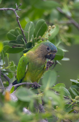 Eupsittula pertinax