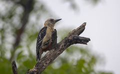 Melanerpes rubricapillus