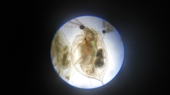 Daphnia pulex