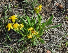 Packera tridenticulata