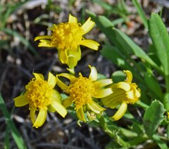 Packera tridenticulata