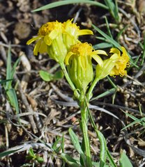 Packera tridenticulata