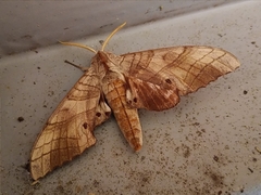Marumba sperchius