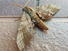Marumba sperchius