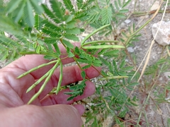 Desmanthus leptolobus