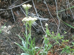 Antennaria anaphaloides