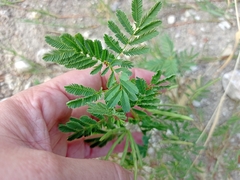 Desmanthus leptolobus