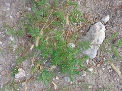 Desmanthus leptolobus