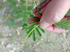 Desmanthus leptolobus