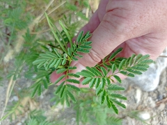 Desmanthus leptolobus