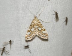 Elophila ekthlipsis