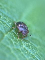 Stelidota geminata