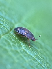 Stelidota geminata