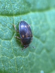 Stelidota geminata