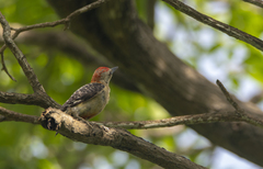 Melanerpes rubricapillus