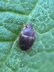 Stelidota geminata