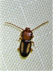 Laemophloeus terminalis