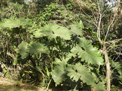 Thaumatophyllum undulatum