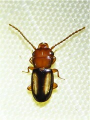 Laemophloeus terminalis