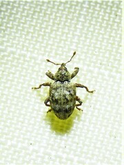 Conotrachelus recessus