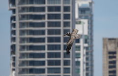 Pelecanus occidentalis