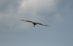 Rupornis magnirostris