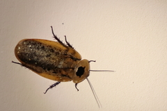 Archimandrita tessellata