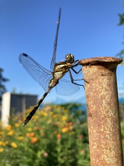 Orthetrum albistylum