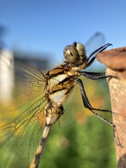 Orthetrum albistylum