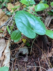 Hexastylis shuttleworthii