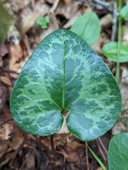 Hexastylis shuttleworthii