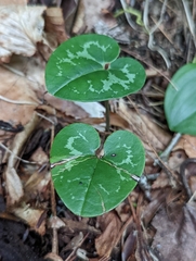 Hexastylis shuttleworthii