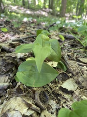 Maianthemum canadense