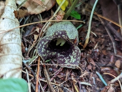 Hexastylis shuttleworthii