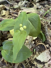 Maianthemum canadense