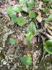 Maianthemum canadense