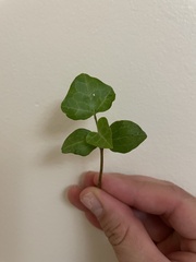 Hedera