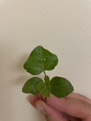 Hedera