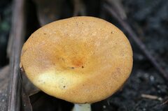 Austropaxillus muelleri