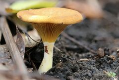 Austropaxillus muelleri