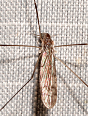 Limonia fidelis