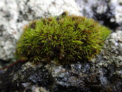 Schistidium maritimum