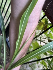 Sorghum halepense