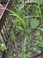 Sorghum halepense