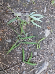 Lathyrus bijugatus