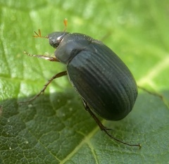 Serica sericea